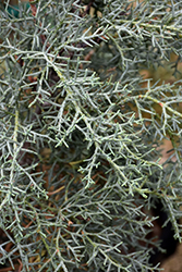 Blue Steel Arizona Cypress (Cupressus arizonica 'Midlothian BB') at Lakeshore Garden Centres