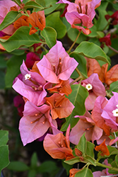 Rosenka Bougainvillea (Bougainvillea 'Rosenka') at Lakeshore Garden Centres