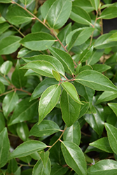 Shiny Xylosma (Xylosma congestum) at Lakeshore Garden Centres