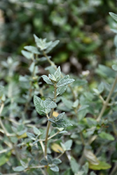 Bush Germander (Teucrium fruticans) at Lakeshore Garden Centres