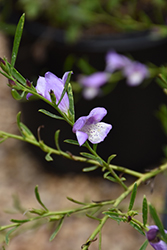 Summertime Blue Emu Bush (Eremophila 'Summertime Blue') at Lakeshore Garden Centres