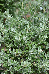 RenegadeTexas Sage (Leucophyllum frutescens 'Renegade') at Lakeshore Garden Centres