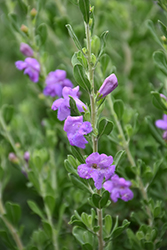 Green Cloud Texas Sage (Leucophyllum frutescens 'Green Cloud') at Lakeshore Garden Centres