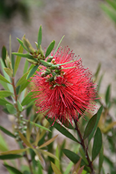 Woodlander's Red Bottlebrush (Callistemon 'Woodlander's Red') at Lakeshore Garden Centres