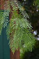 Maverick Thornless Texas Honey Mesquite (Prosopis glandulosa 'Maverick') at Lakeshore Garden Centres