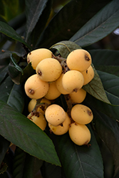 Loquat (Eriobotrya japonica) at Lakeshore Garden Centres