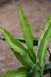 Dragon Fruit (Hylocereus undatus) at Lakeshore Garden Centres