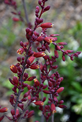 Desert Dusk Red Yucca (Hesperaloe parviflora 'MSWNPERMA') at Lakeshore Garden Centres