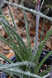 Desert Dusk Red Yucca (Hesperaloe parviflora 'MSWNPERMA') at Lakeshore Garden Centres