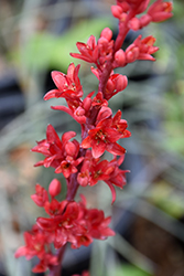 Brakelights Red Yucca (Hesperaloe parviflora 'Perpa') at Lakeshore Garden Centres