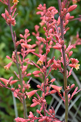 Desert Flamenco Red Yucca (Hesperaloe parviflora 'Desert Flamenco') at Lakeshore Garden Centres