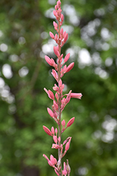 Pink Parade Red Yucca (Hesperaloe 'Perfu') at Lakeshore Garden Centres