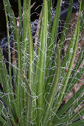 Chahuiqui Agave (Agave multifilifera) at Lakeshore Garden Centres
