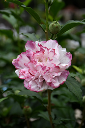 Danica Rose of Sharon (Hibiscus syriacus 'Danica') at Lakeshore Garden Centres