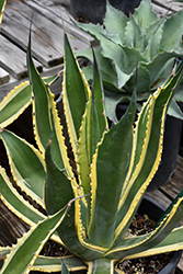 Butterfingers Agave (Agave salmiana 'Butterfingers') at Lakeshore Garden Centres