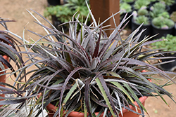 Burgundy Ice Dyckia (Dyckia 'Burgundy Ice') at Lakeshore Garden Centres
