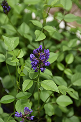 Mountain Pea (Orbexilum nova) at Lakeshore Garden Centres