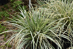 Aztec Grass Lily Turf (Liriope muscari 'Aztec Grass') at Lakeshore Garden Centres