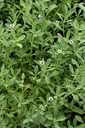 Texas Frogfruit (Phyla nodiflora var. incisa) at Lakeshore Garden Centres
