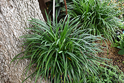 Emerald Goddess Lily Turf (Liriope muscari 'Love Potion No. 13') at Lakeshore Garden Centres