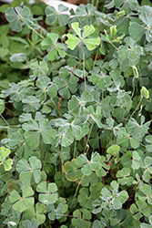 Bigfoot Water Clover (Marsilea macropoda) at Lakeshore Garden Centres