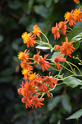 Mexican Flame Vine (Senecio confusus) at Lakeshore Garden Centres