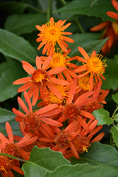 Mexican Flame Vine (Senecio confusus) at Lakeshore Garden Centres