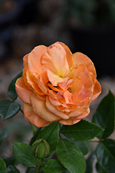 Arborose Tangerine Skies  Rose (Rosa 'KORtangenu') at Lakeshore Garden Centres