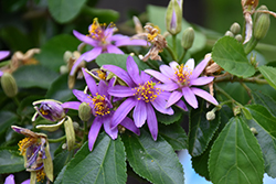 Crossberry (Grewia occidentalis) at Lakeshore Garden Centres