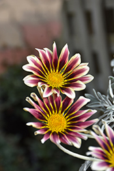 Aztec Gazania (Gazania 'Aztec') at Lakeshore Garden Centres