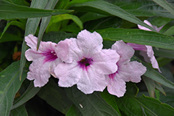 Katie Pink Dwarf Mexican Petunia (Ruellia brittoniana 'Katie Pink') at Lakeshore Garden Centres