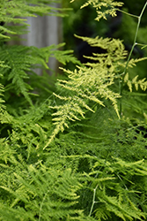 Asparagus Fern (Asparagus plumosus) at Lakeshore Garden Centres