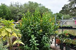 Orange Peel Jessamine (Cestrum 'Orange Peel') at Lakeshore Garden Centres