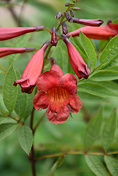 Crimson Flare Esperanza (Tecoma stans 'Crimson Flare') at Lakeshore Garden Centres