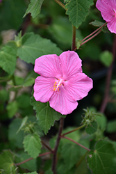 Rock Rose (Pavonia lasiopetala) at Lakeshore Garden Centres