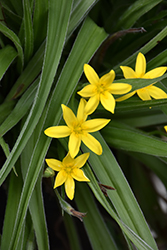 Common Goldstar (Hypoxis hirsuta) at Lakeshore Garden Centres