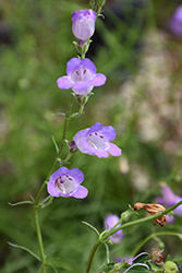 Mexican Blue Penstemon (Penstemon amphorellae) at Lakeshore Garden Centres