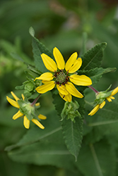 Texas Green Eyes (Berlandiera texana) at Lakeshore Garden Centres