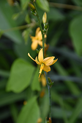 Texas Craiglily (Echeandia texensis) at Lakeshore Garden Centres