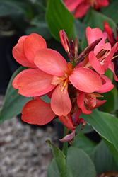 Tropical Salmon Canna (Canna 'Tropical Salmon') at Lakeshore Garden Centres