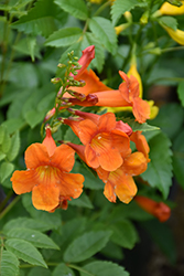 Chicklet Orange Esperanza (Tecoma 'TEC14004') at Lakeshore Garden Centres