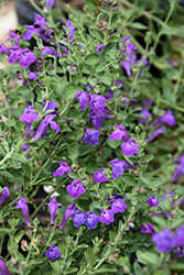 Wright's Skullcap (Scutellaria wrightii) at Lakeshore Garden Centres