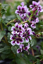 Sweet Talk Lavender Splash Cuphea (Cuphea procumbens 'PAS1169712') at Lakeshore Garden Centres