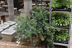 Little Ollie&reg Dwarf Olive (Olea europaea 'Montra') at Lakeshore Garden Centres