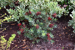 Better John Bottlebrush (Callistemon viminalis 'LJ1') at Lakeshore Garden Centres