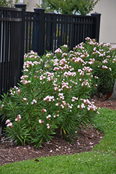 Petite Pink Oleander (Nerium oleander 'Petite Pink') at Lakeshore Garden Centres