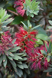 Better John Bottlebrush (Callistemon viminalis 'LJ1') at Lakeshore Garden Centres