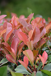 Red Tip Photinia (Photinia x fraseri 'Red Tip') at A Very Successful Garden Center