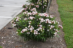 Dwarf Pink Ice Oleander (Nerium oleander 'Dwarf Pink Ice') at Lakeshore Garden Centres