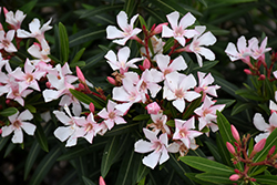 Dwarf Pink Ice Oleander (Nerium oleander 'Dwarf Pink Ice') at Lakeshore Garden Centres
